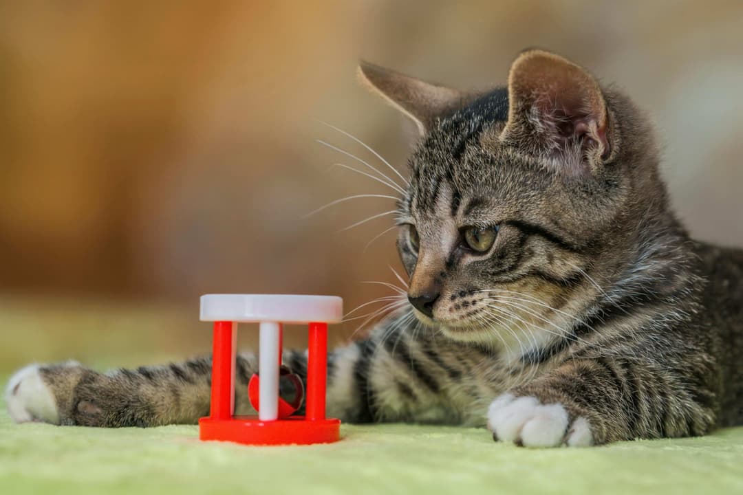 Kedilerin En Sevdiği Oyuncaklar