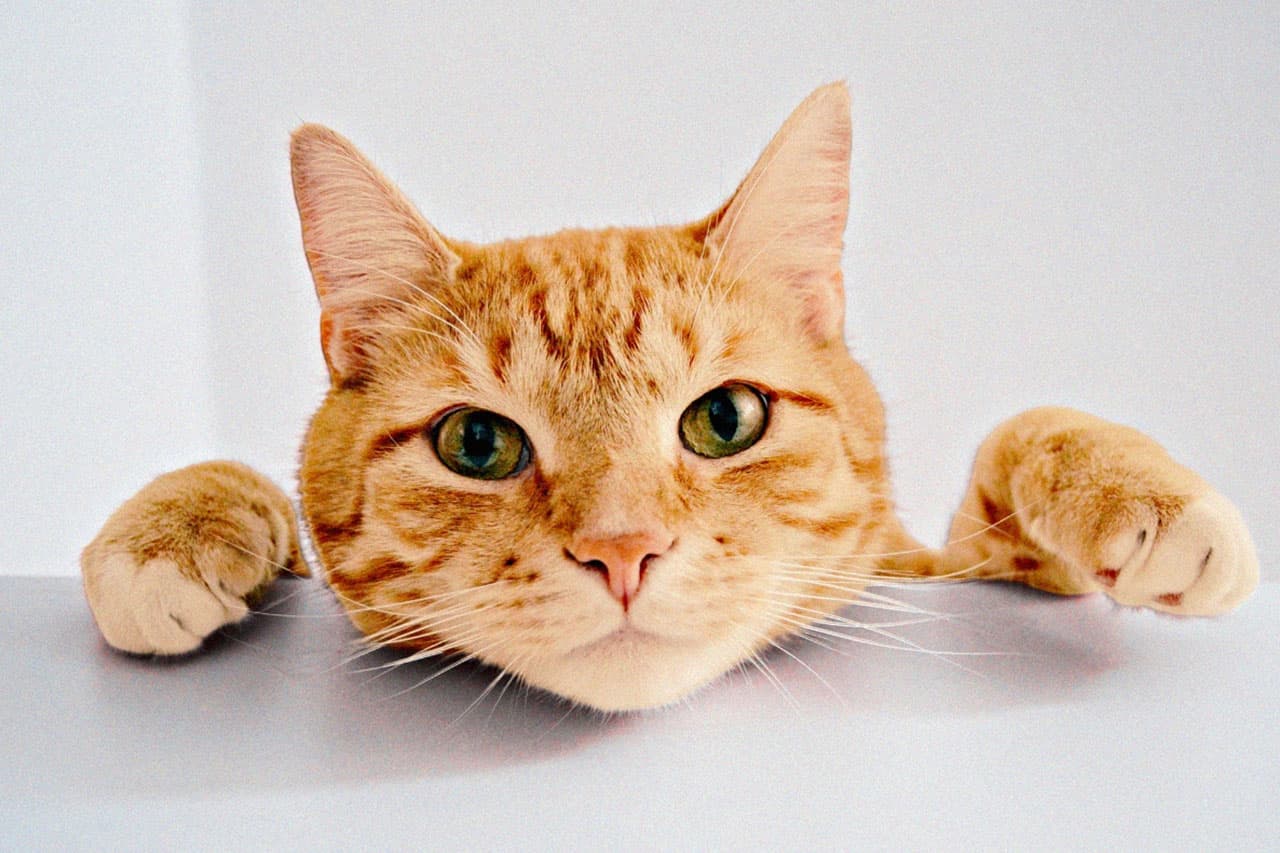 Turuncu Kediler Neden Turuncu?