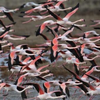 72 Saatte Dedeağaç 72 Saatte Dedeağaç