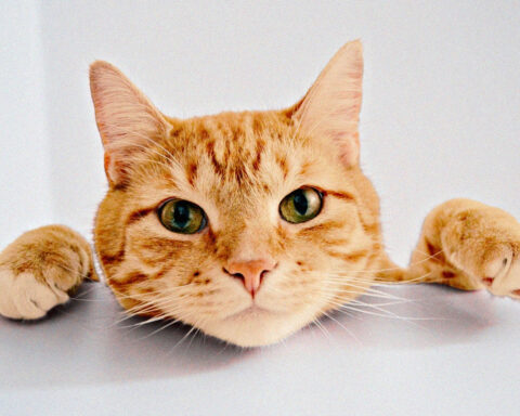 Turuncu Kediler Neden Turuncu?